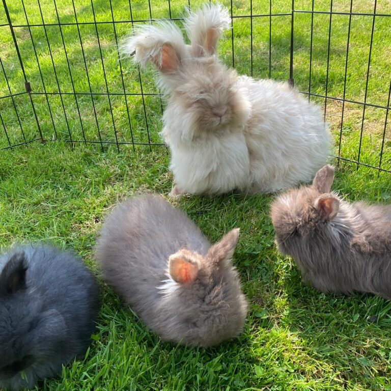 lapins gite 1
