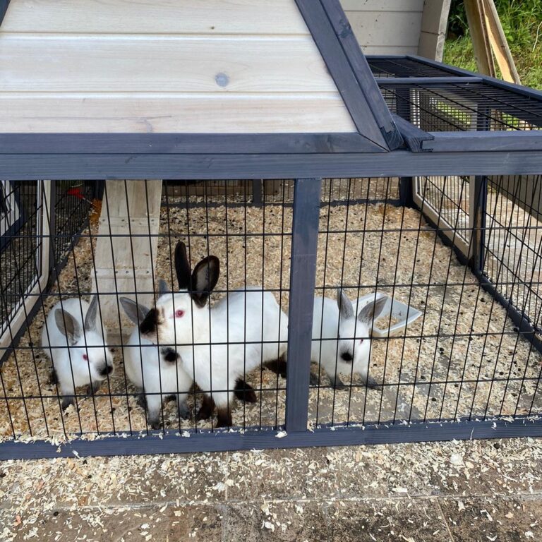 lapins gite 2